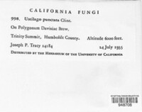 Ustilago punctata image